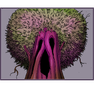Ancient Tree
