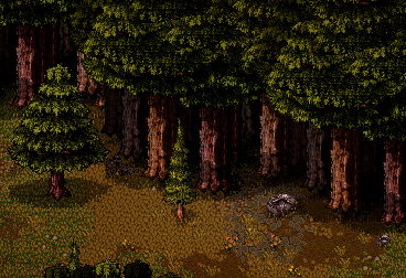 OldWoods.jpg